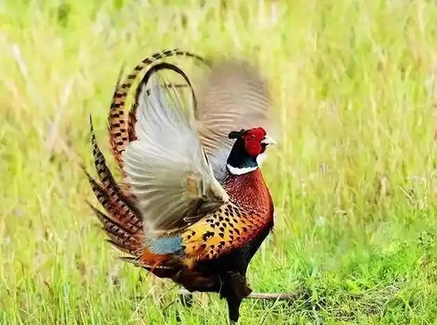 "下山野鸡不要追,上岸甲鱼莫伸手"是什么意思?有科学依据吗?