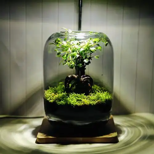 生命之树榆树微景观桌面盆栽摆件节日礼品员工福利商务礼物绿植物