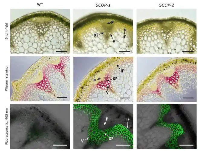 作者分析了碱预处理后转基因和野生型拟南芥茎中纤维素转化为葡萄糖的