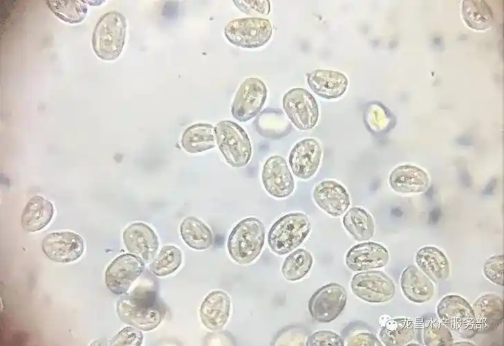 小鱼苗致命的车轮虫等寄生虫病需要小心防控