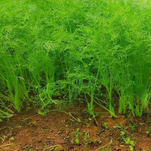 小茴香菜新鲜不带根时令绿色蔬菜农家嫩茴香苗大茴香菜包水饺团建送礼