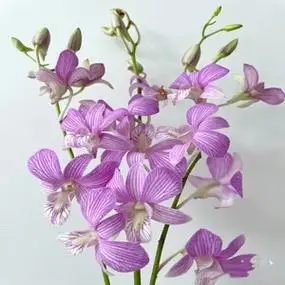 洋兰鲜花泰国兰花石斛兰鲜花家庭插花办公室鲜花同城速递水养鲜花