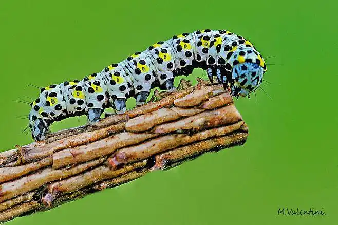 caterpillar of moth, coculia verbasci cm 2,5.