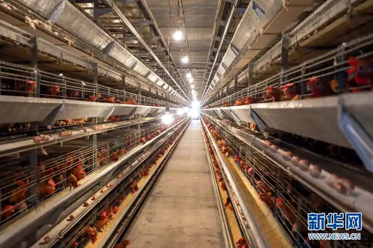 让阿翔想不到的是,跟以往在村中散养鸡不同,壹号蛋鸡产业园中养鸡十分