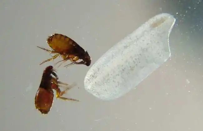 跳蚤种类图片大全