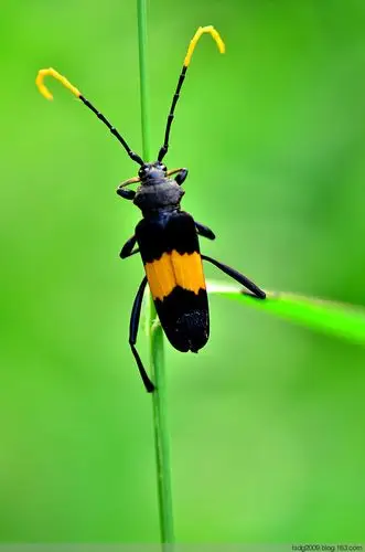 展开全部 天牛,貌似"黄带薄翅天牛"