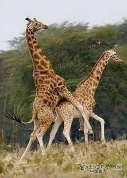 动物世界千奇百怪的交配过程(图)