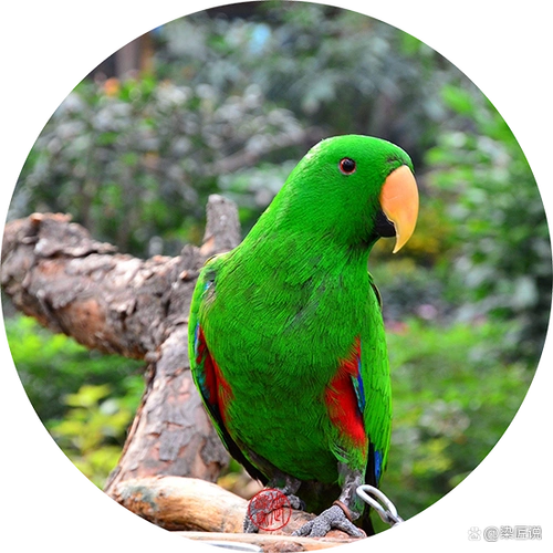 翠绿色,一种鲜艳和养眼的颜色,看到它就像看到了生机盎然的景色.