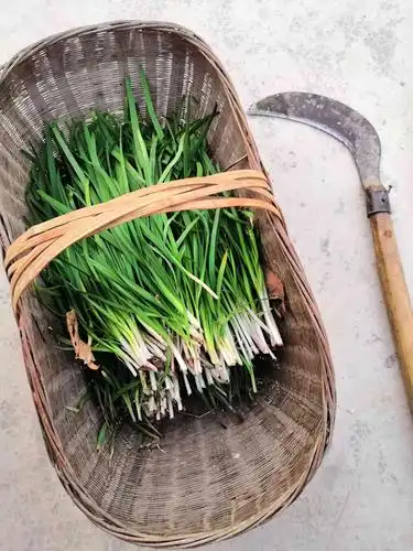 刚割的韭菜2020年头一茬