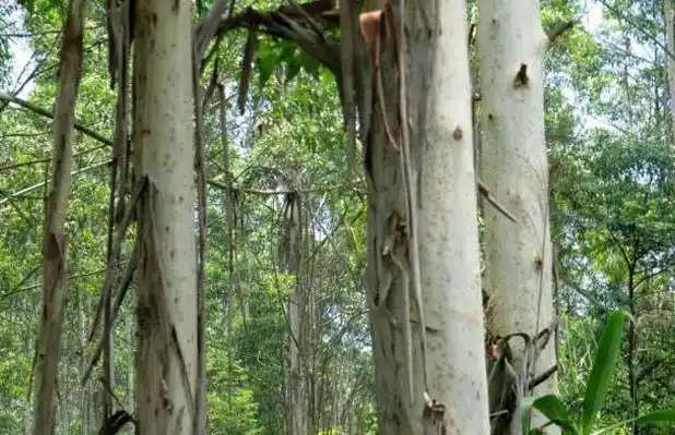 桉树是桃金娘科桉属植物的统称,约有六百余种,一年内有周期性的枯叶