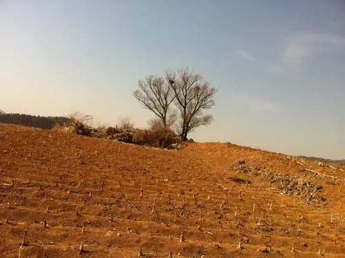 从上村离开向下村转换的土坡上,这几棵孤独的树引起了我的兴趣.