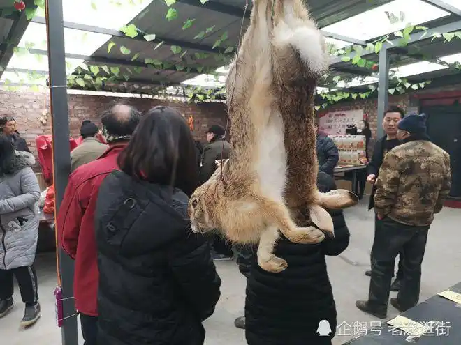 美女抓死野兔自拍 村民称晚上逮的一只100元_网易订阅