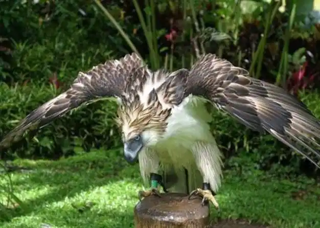 看真正的食猴鹰怎么抓猴子:飞进丛林一爪爆头!