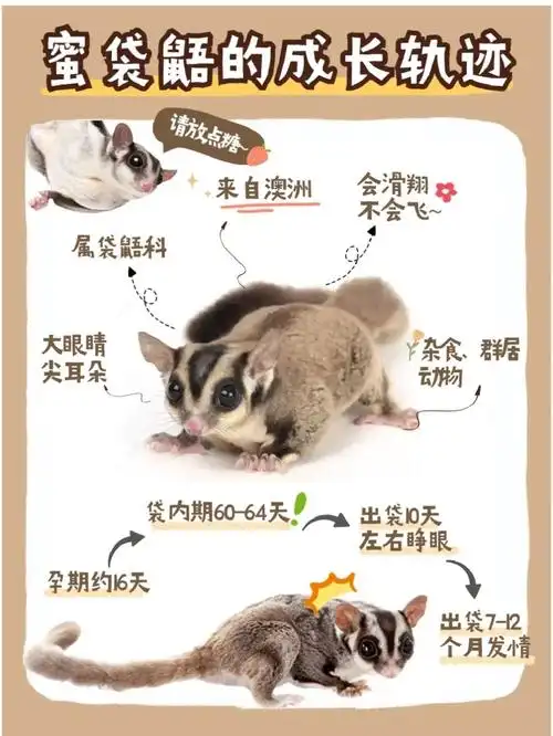 蜜袋鼯的成长记录从孕期到出袋78