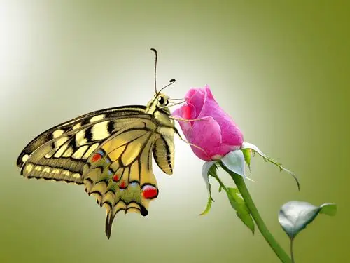 蝴蝶和粉红色的玫瑰 壁纸 - 2560x1920