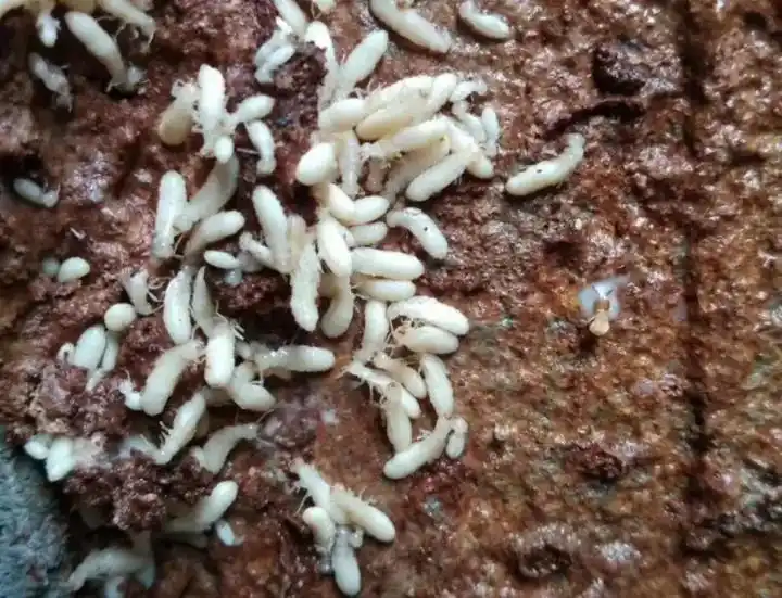 灭白蚁在什么季节好一点