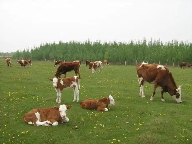 多吃牛羊,继而鱼肉,最后鸡鸭.