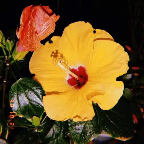 一定要种扶桑花