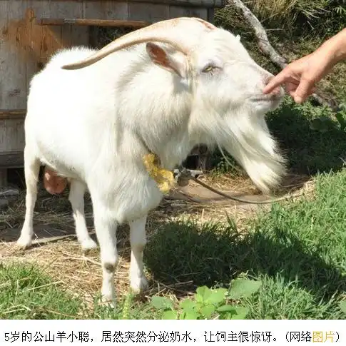 "公羊产奶"的奇迹(组图)