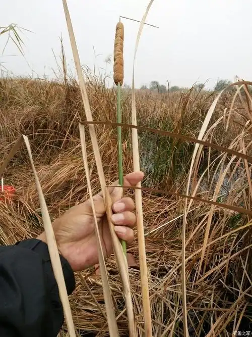 秋钓芦苇荡,收获蒲苔杆