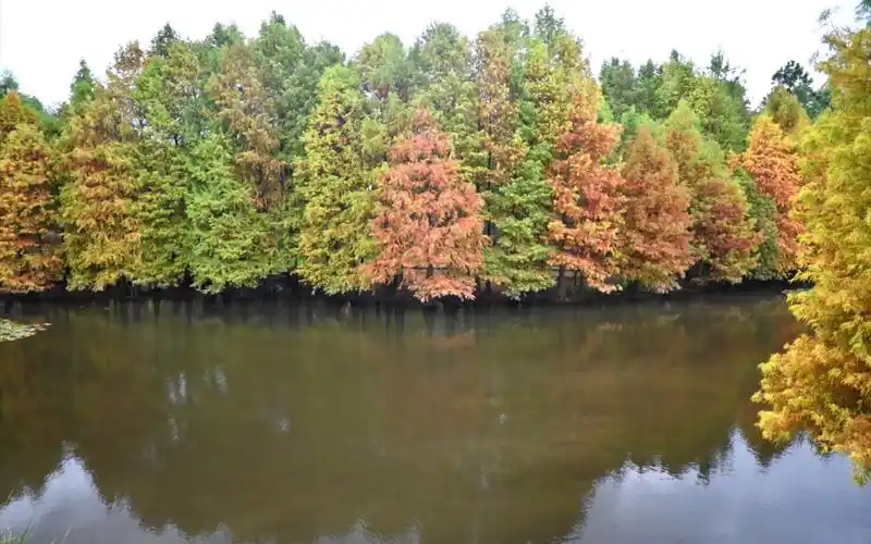 新手尼康z30,挑战南京明孝陵水杉木!