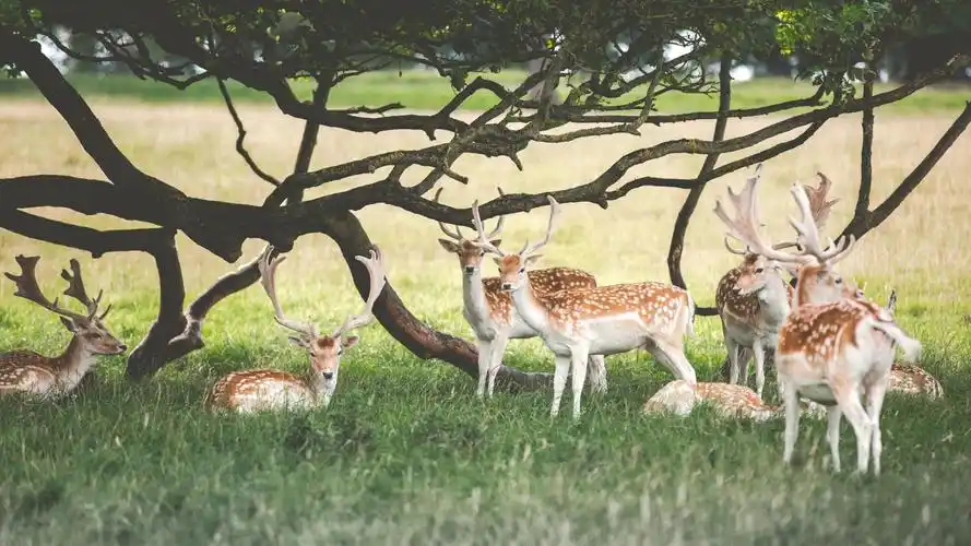 树下悠闲的鹿群壁纸