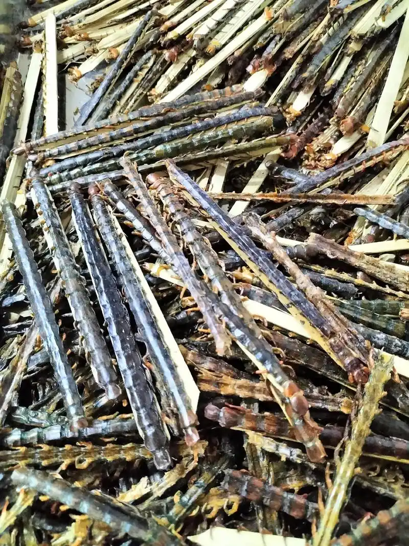 中药介绍之19.蜈蚣拼音注音 wú gōnɡ别名 百足虫 - 抖音