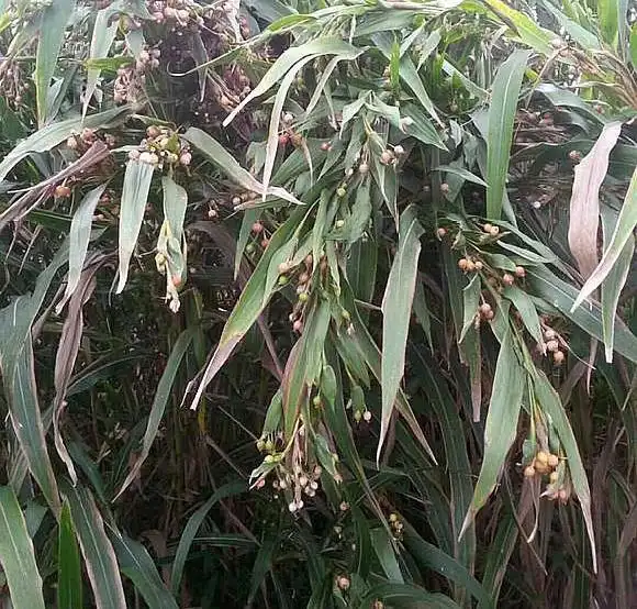 这植物名叫"草珠子",以前常用来做手串,现在越来越少见了