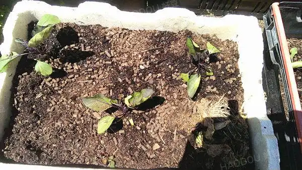 这是她的节瓜苗,还不到时间分种.