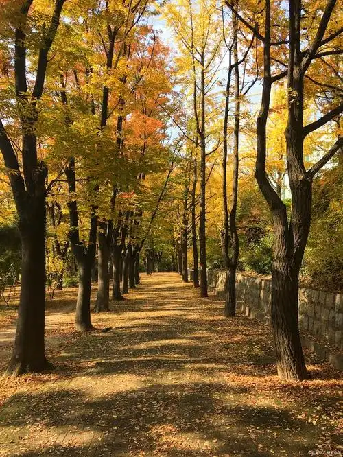 秋天总是能让人找到不一样的感觉,凉爽的秋雨和深浅不一的黄叶让人心