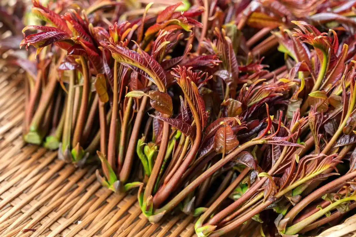 现在香椿正当季,但是吃香椿的时候,这两个禁忌,你最好看一下!