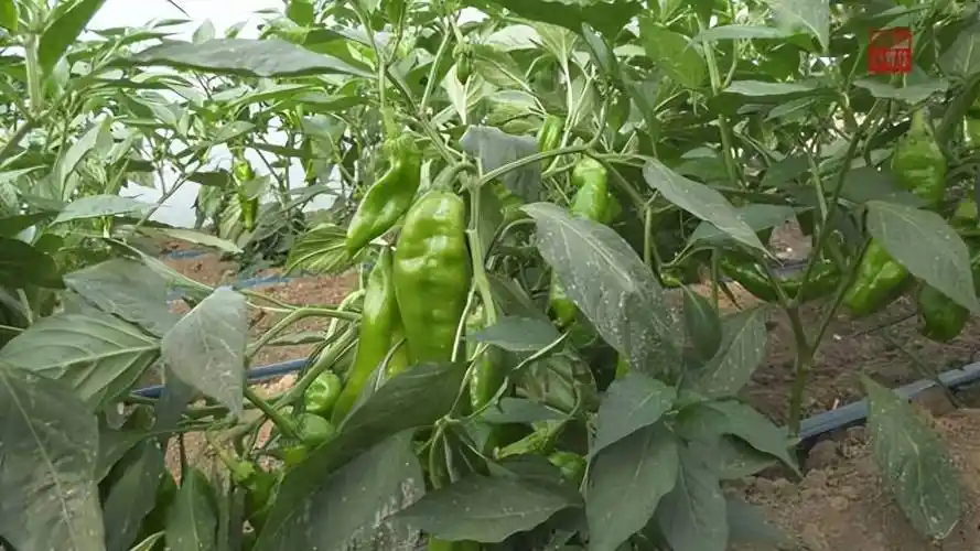 眼下,位于上蔡县塔桥镇白圭庙村喜梅种植专业合作社的300亩辣椒迎来