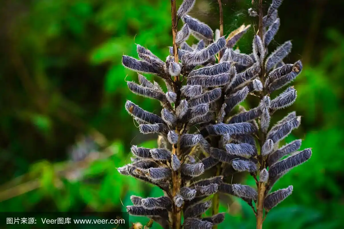 羽扇豆种子在地里的豆荚