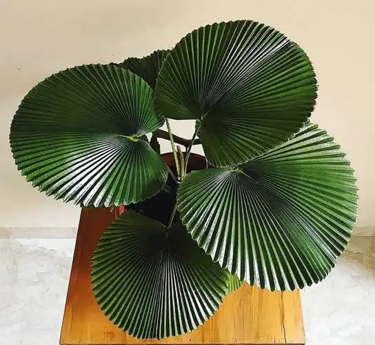 美丽盆栽室内办公咖啡厅商场绿植isn风网红植物 圆叶轴榈含盆50-60cm