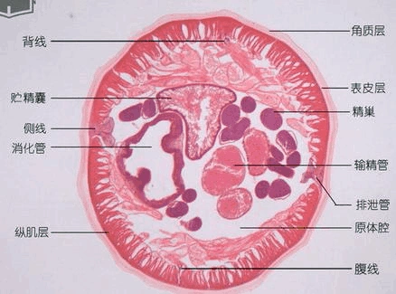 雄性蛔虫横切