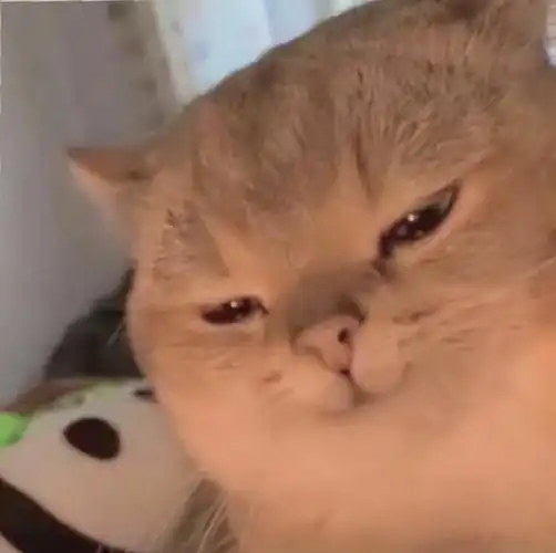 带字萌猫头像,猫咪图片大全可爱头像带字图片(表情包 , 沙雕猫猫头)