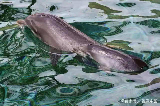 5月19日,法国昂蒂布,marineland海洋动物园里一只新出生的小海豚跟着
