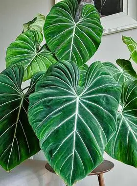 明脉荣耀荧光黑脸碧浪室内蔓绿绒