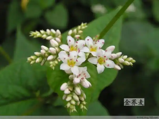 取三七75克,香附75克,鼠妇虫30克,碎成细未混匀备用.