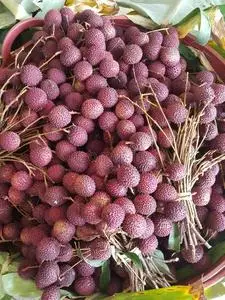 荔枝肉图片-荔枝肉素材-荔枝肉插画-摄图新视界