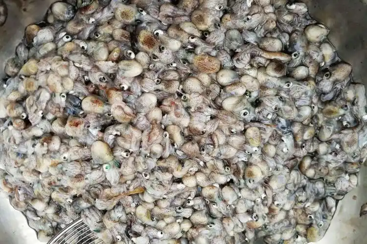 墨鱼豆基本是最小的海鲜鱼类了25块钱一斤一斤能买千只左右