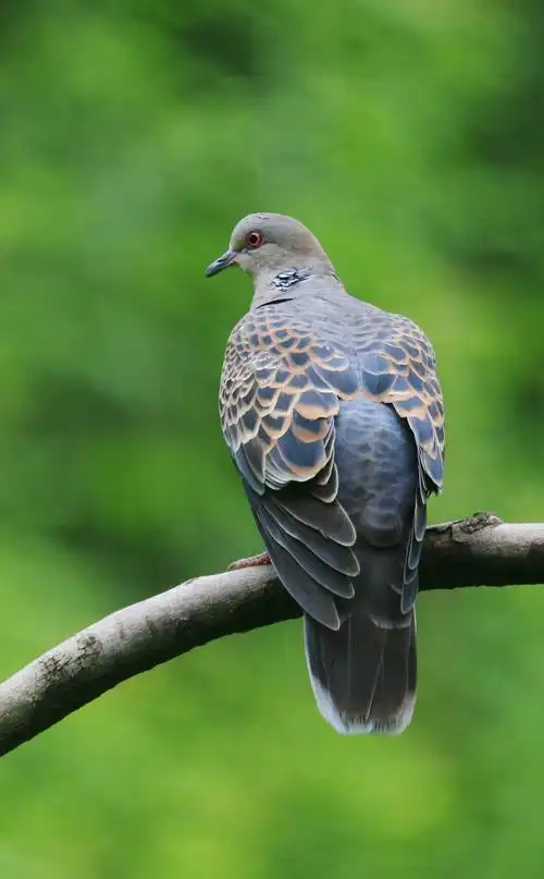 成县益民种植专业合作社生态休闲农业产业园,位于成县鸡