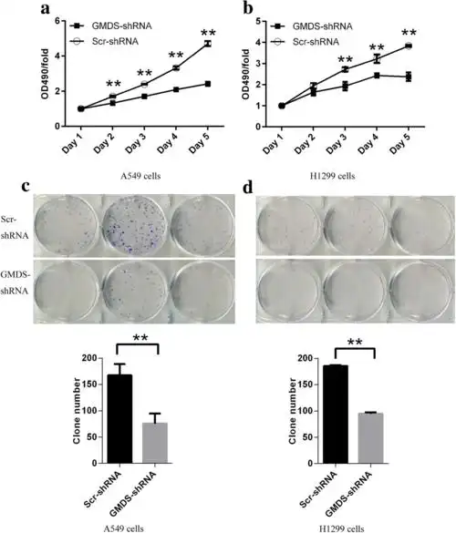 gmds knockdown impairs cell proliferation and survi