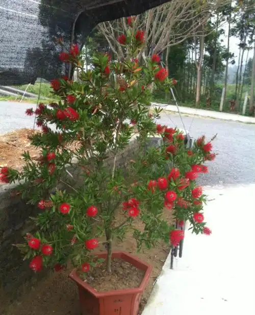 盆栽红千层的管理