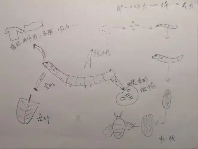 杜一恒的养蚕笔记