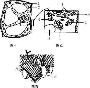 下图是细胞结构模式图请据图回答下列问题乙图是甲图的局部放大