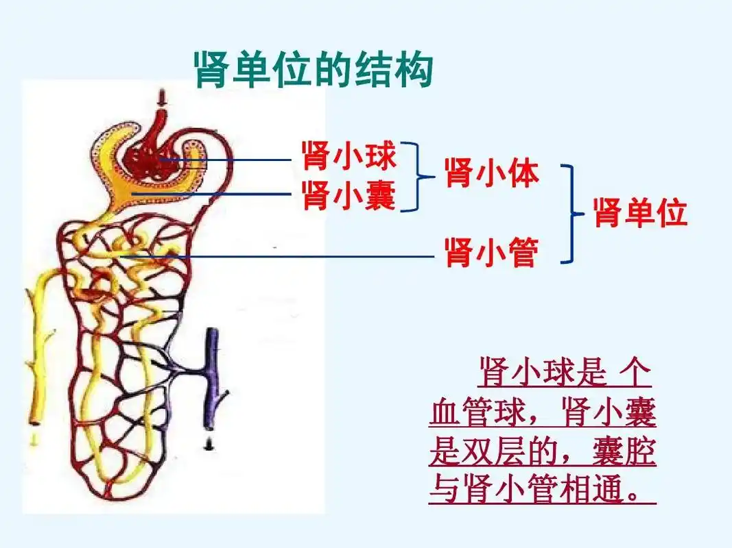 尿的形成和排出 课件(鲁科版七年级下) 肾单位的结构 肾小球 肾小