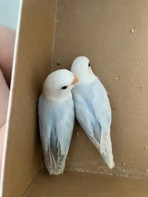 出蓝伊莎牡丹鹦鹉