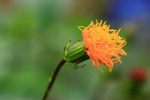 摄影家手札dgphoto - 红凤菜花/艺廊