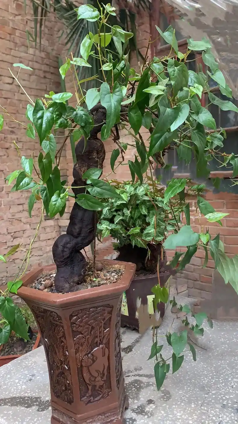 何首乌盆景 #盆景 - 抖音